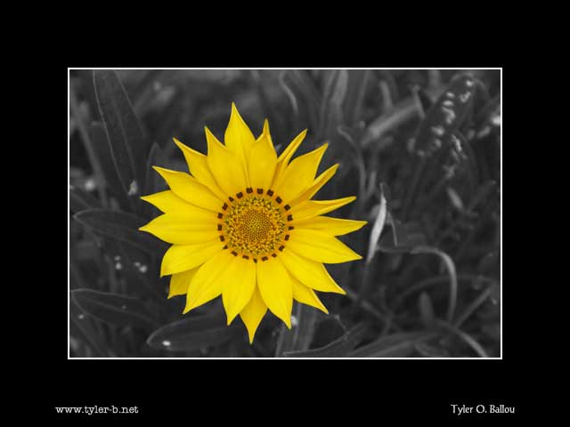Sunflower Ed.