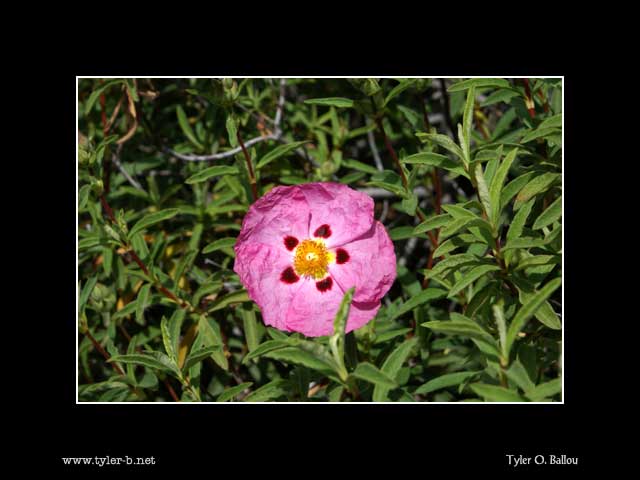 Folsom Lake Flower 01