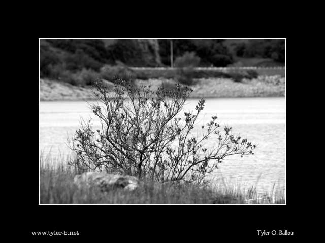 Folsom Lake Tree - B&W