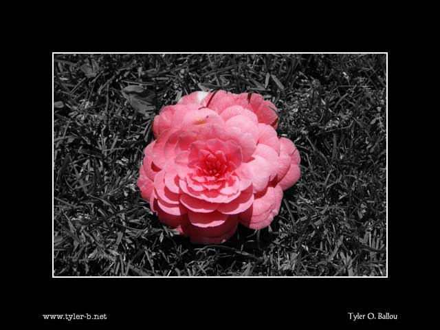 Pink Rose 01  Digitally Altered