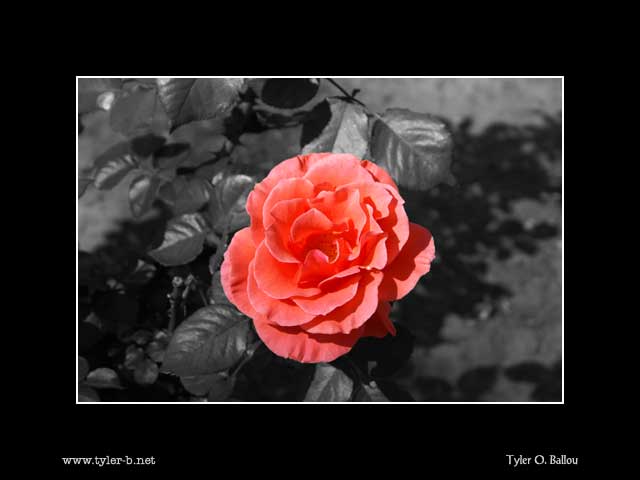 Pink Rose 02  Digitally Altered