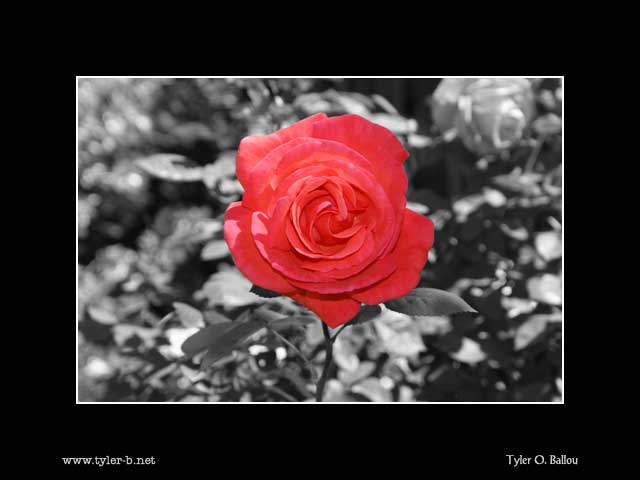 Pink Rose 03  Digitally Altered