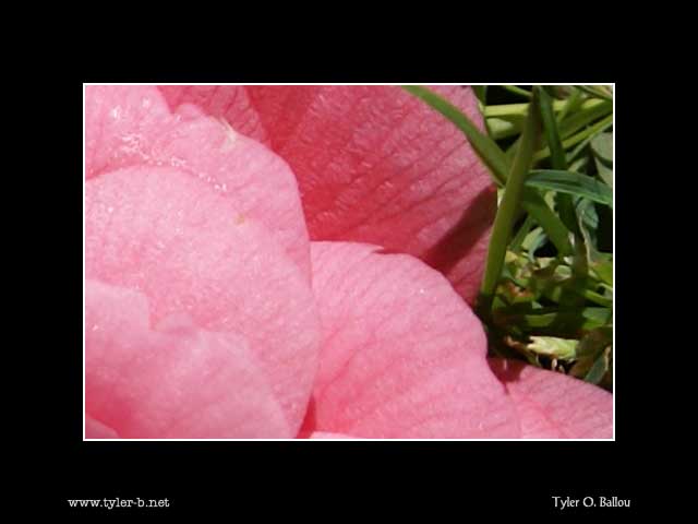 Pink Rose - Closeup