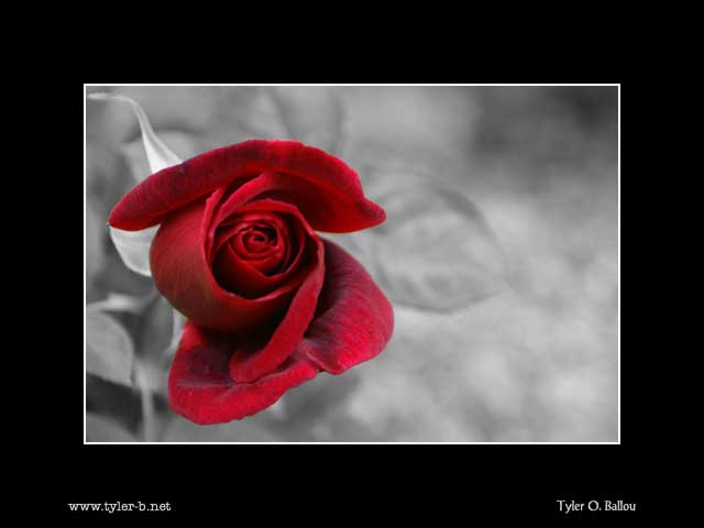 Red Rose Ed.