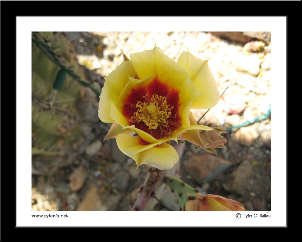 Cactus Flower 01 - Arizona