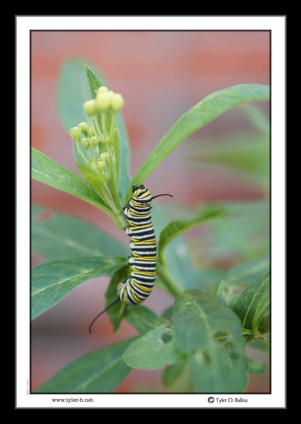 Monarch Butterfly to be 1