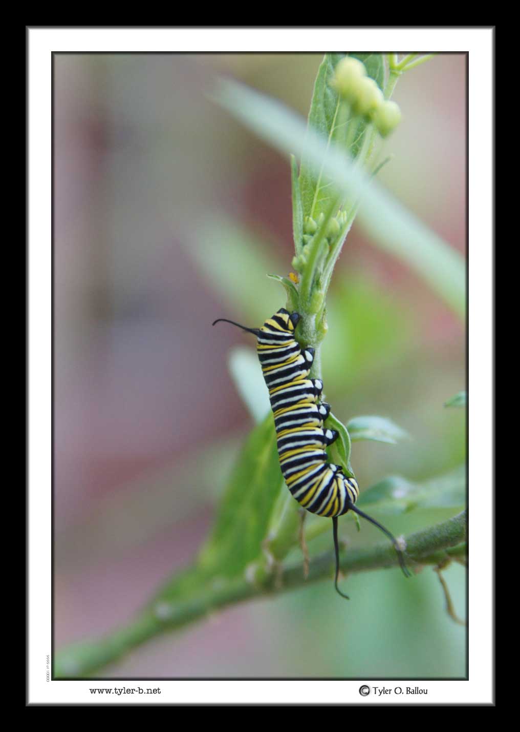 Monarch Butterfly to be 2