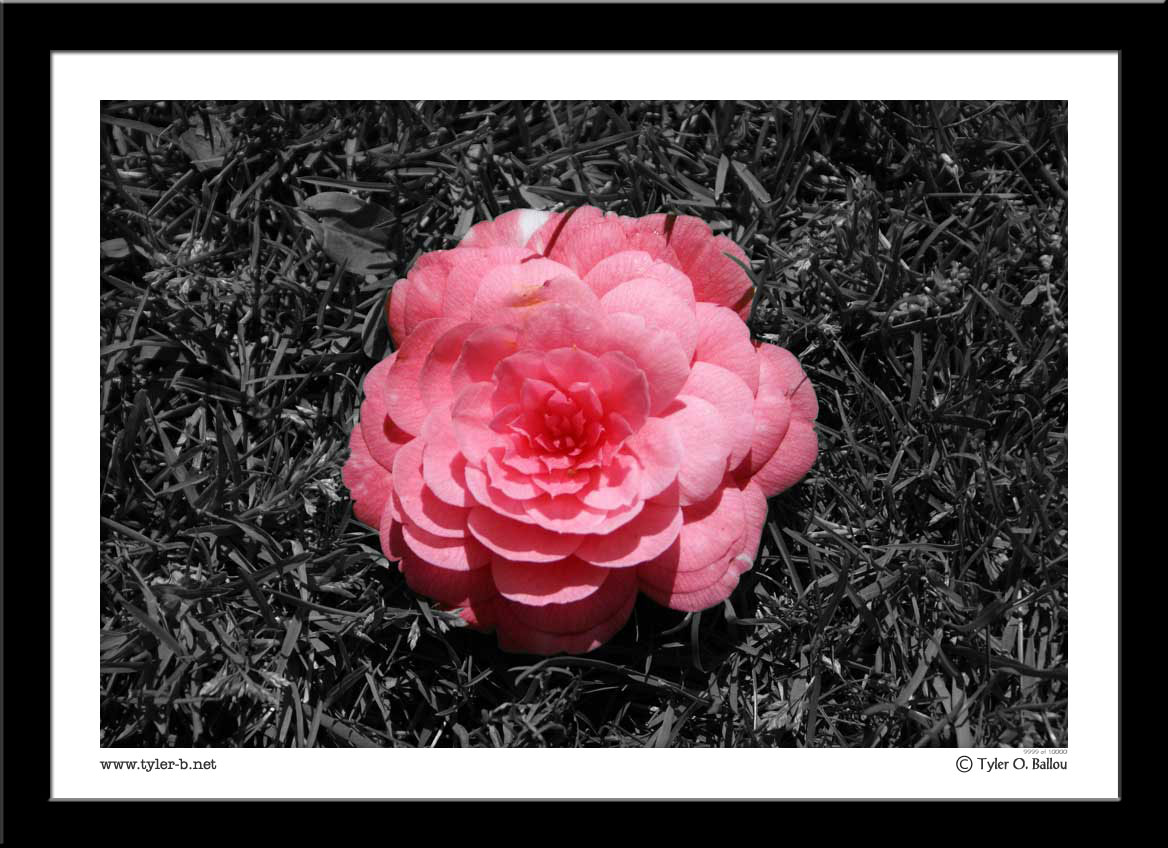 Pink Rose (Edited)