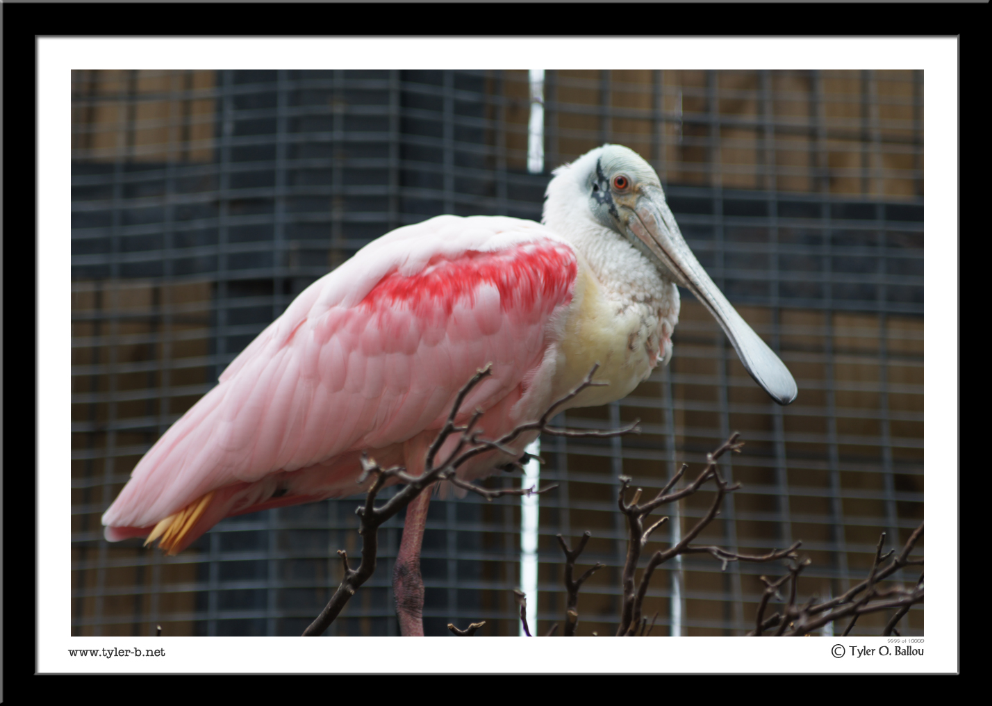 Roseate Spoonbill - Texas Zoo - Victoria, TX