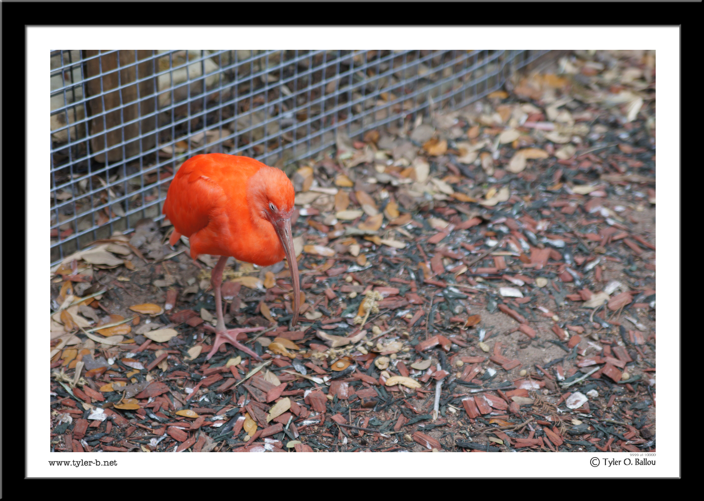 Scarlet Ibis - Texas Zoo - Victoria, TX